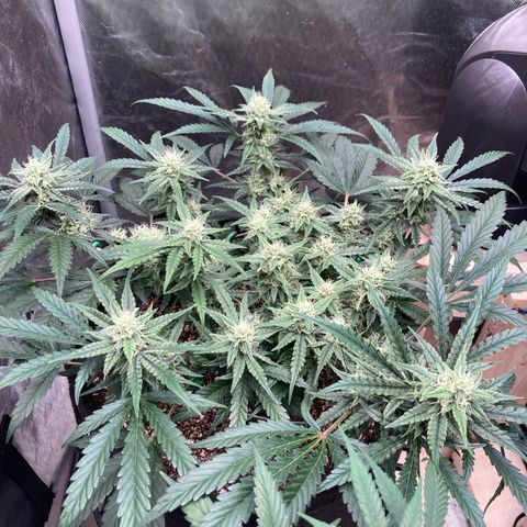 Double Smile (Roots Orig.) growlog timeline photo