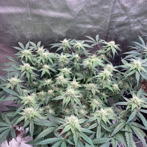 Sangria (Roots Orig.) growlog photo: Little phosphorous deficiency maybe?