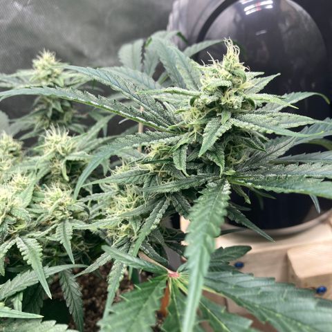 Double Smile (Roots Orig.) growlog timeline photo