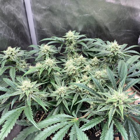 Double Smile (Roots Orig.) growlog timeline photo
