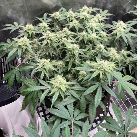 Sangria (Roots Orig.) growlog timeline photo