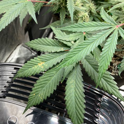 Sangria (Roots Orig.) growlog photo: Minor deficiency