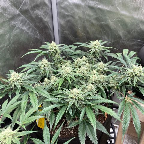 Double Smile (Roots Orig.) growlog timeline photo