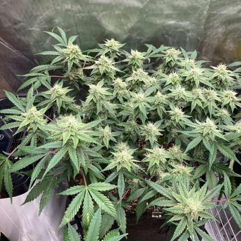 Sangria (Roots Orig.) growlog timeline photo