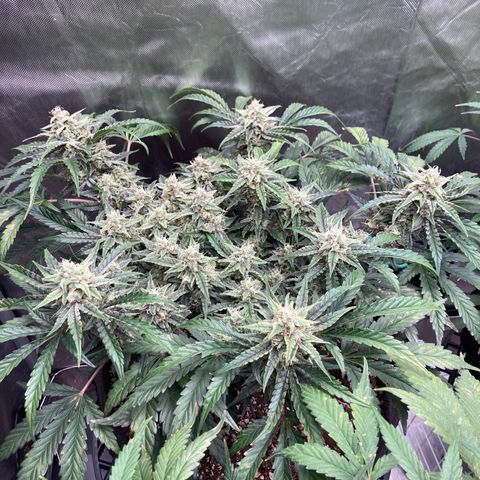 Double Smile (Roots Orig.) growlog timeline photo