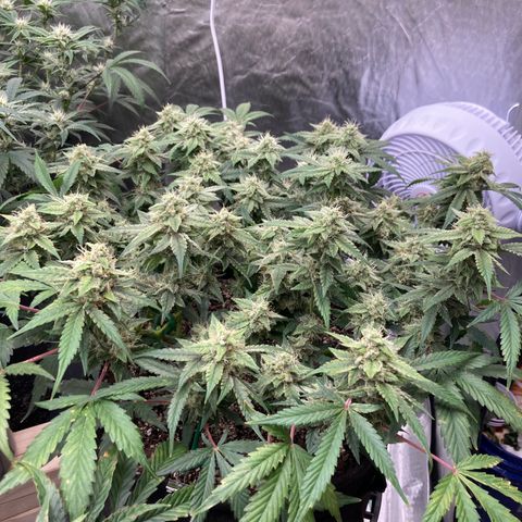 Sangria (Roots Orig.) growlog timeline photo