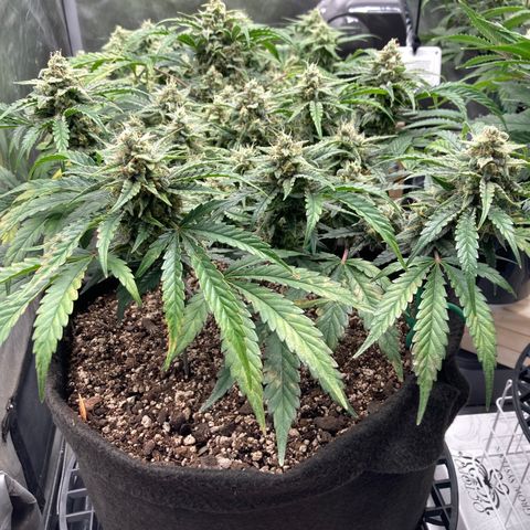 Double Smile (Roots Orig.) growlog timeline photo