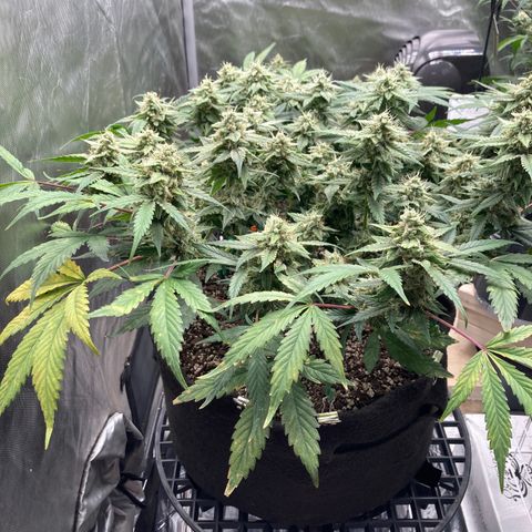 Sangria (Roots Orig.) growlog timeline photo