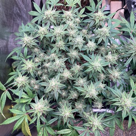 Sangria (Roots Orig.) growlog timeline photo