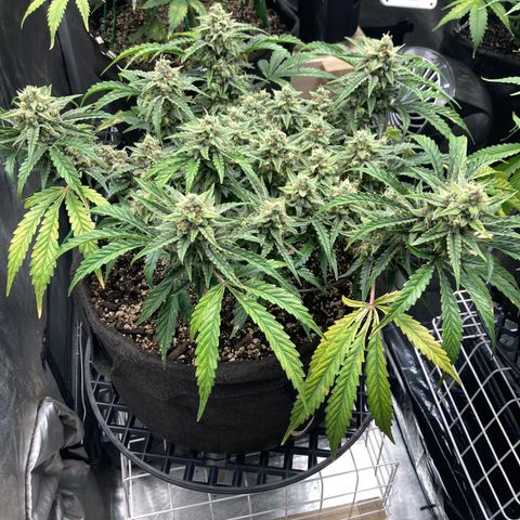 Double Smile (Roots Orig.) growlog photo: Starting to fade