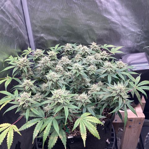Sangria (Roots Orig.) growlog timeline photo
