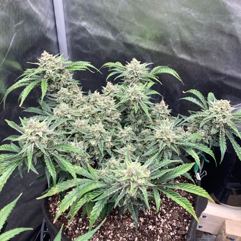 Double Smile (Roots Orig.) growlog timeline photo