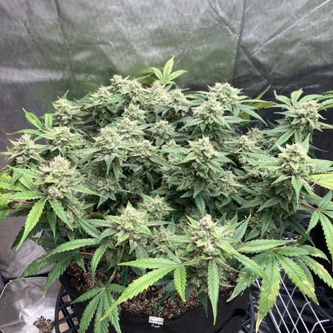 Sangria (Roots Orig.) growlog timeline photo