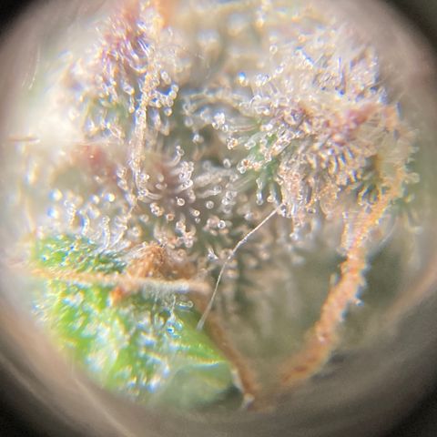 Double Smile (Roots Orig.) growlog photo: She’s ready