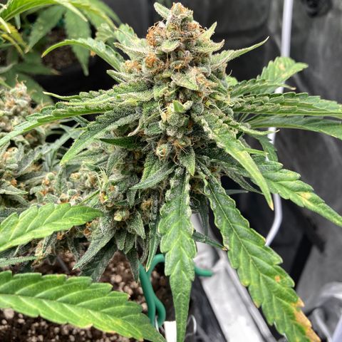 Double Smile (Roots Orig.) growlog timeline photo