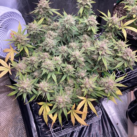 Sangria (Roots Orig.) growlog photo:  Blushing 😊 