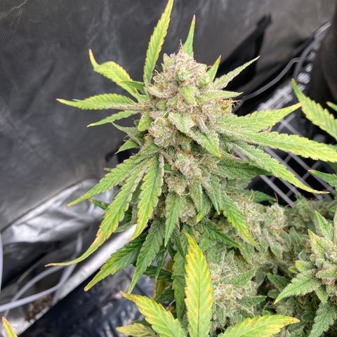 Sangria (Roots Orig.) growlog timeline photo