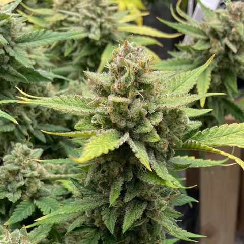Sangria (Roots Orig.) growlog timeline photo
