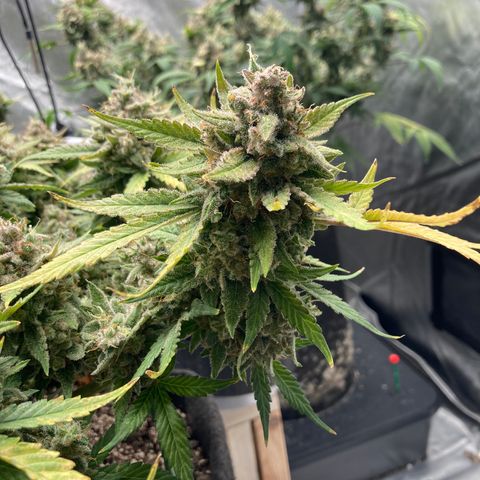 Sangria (Roots Orig.) growlog timeline photo