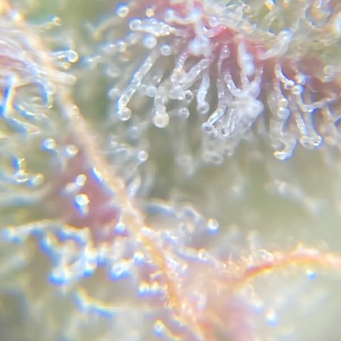 Sangria (Roots Orig.) growlog timeline photo