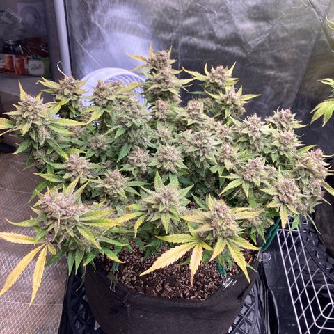 Sangria (Roots Orig.) growlog timeline photo