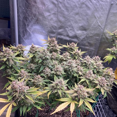 Sangria (Roots Orig.) growlog timeline photo