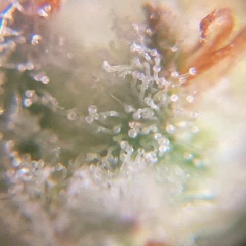 Sangria (Roots Orig.) growlog photo: She’s ready