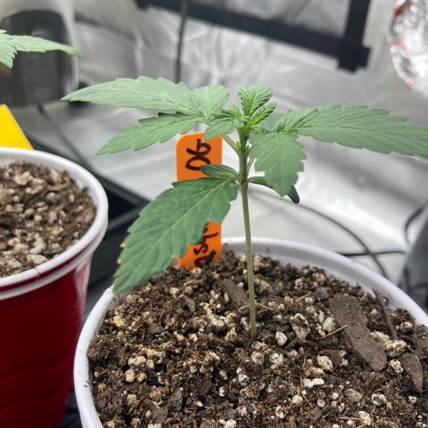 Samsquanch OG (Octopot) growlog photo: D11
