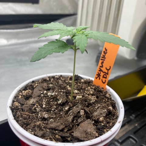 Skywalker X CDLC (roots organic) growlog photo: D11