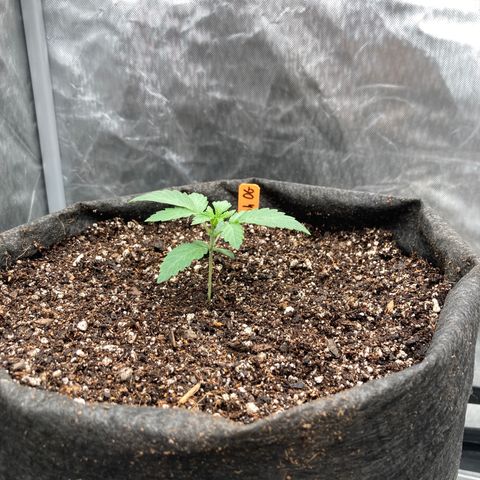Samsquanch OG (Octopot) growlog photo: D12