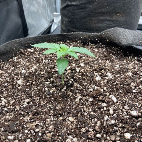 Skywalker X CDLC (roots organic) growlog timeline photo