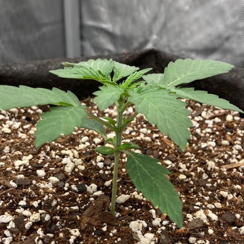 Samsquanch OG (Octopot) growlog timeline photo