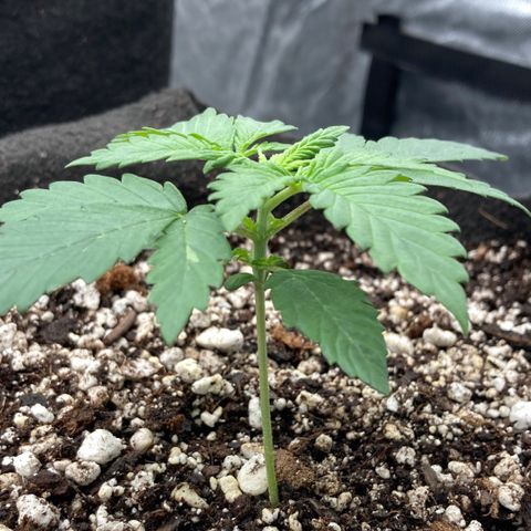 Skywalker X CDLC (roots organic) growlog timeline photo