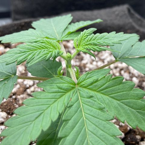 Skywalker X CDLC (roots organic) growlog timeline photo