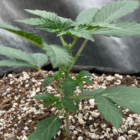 Samsquanch OG (Octopot) growlog photo: D18 topped