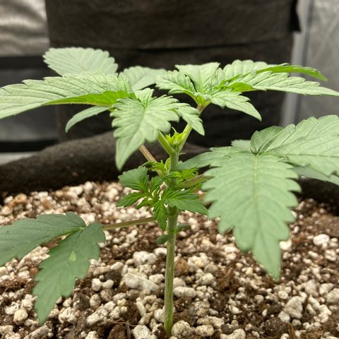 Skywalker X CDLC (roots organic) growlog photo: D18 topped