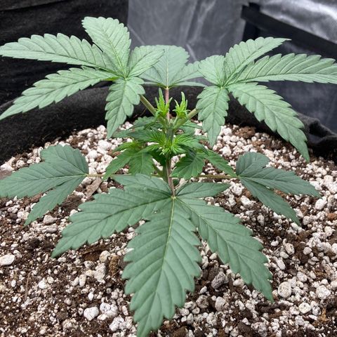 Skywalker X CDLC (roots organic) growlog timeline photo