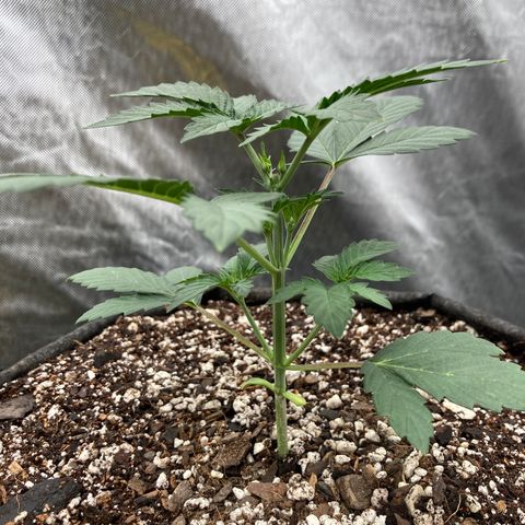 Samsquanch OG (Octopot) growlog timeline photo