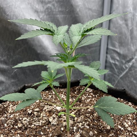 Samsquanch OG (Octopot) growlog photo: D21
