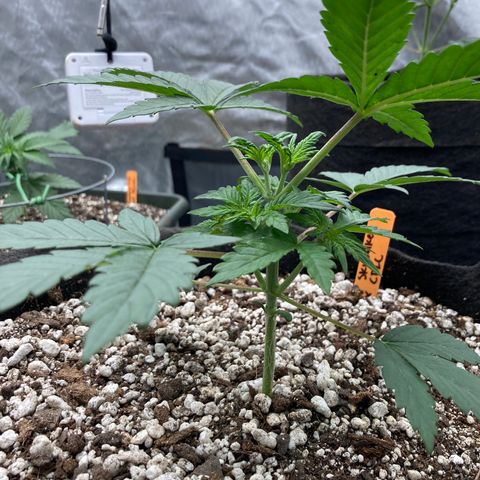 Skywalker X CDLC (roots organic) growlog photo: D21