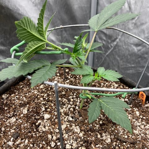 Samsquanch OG (Octopot) growlog photo: First bend d21