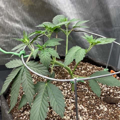 Samsquanch OG (Octopot) growlog photo: D23