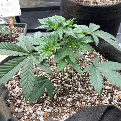 Skywalker X CDLC (roots organic) growlog photo: Responded well to topping. 