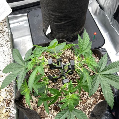 Skywalker X CDLC (roots organic) growlog timeline photo