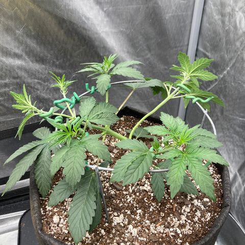 Samsquanch OG (Octopot) growlog timeline photo