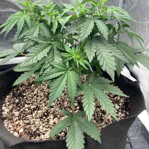 Skywalker X CDLC (roots organic) growlog photo: D30