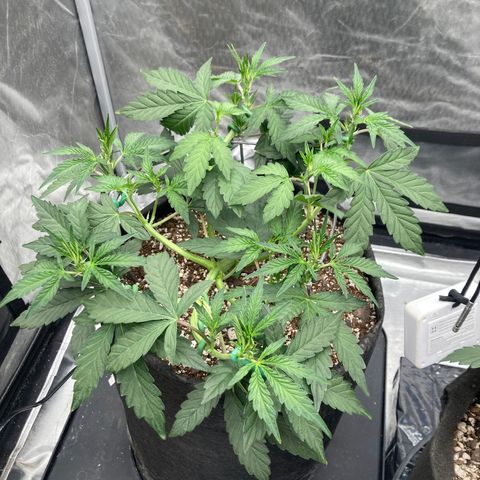 Samsquanch OG (Octopot) growlog photo: D30
