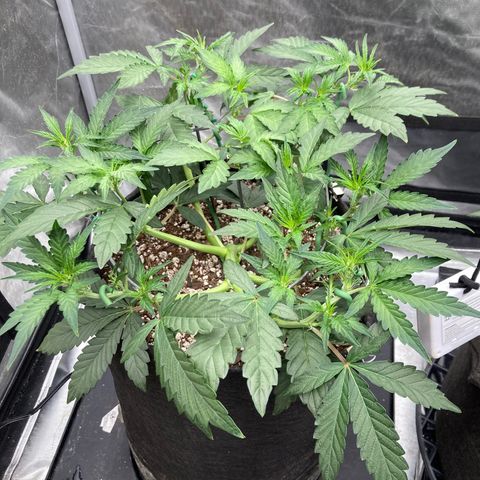 Samsquanch OG (Octopot) growlog photo: D31