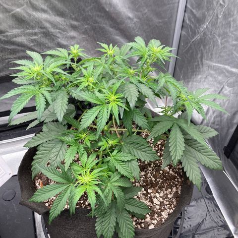 Skywalker X CDLC (roots organic) growlog photo: Topped and trained