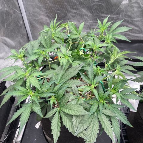 Samsquanch OG (Octopot) growlog photo: D33